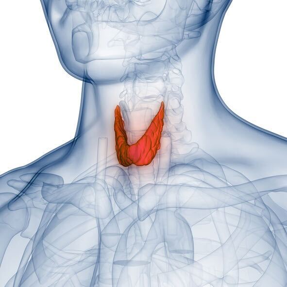 Need Thyroid Medication Levothyroxine Online? | Trusted Pharmacy